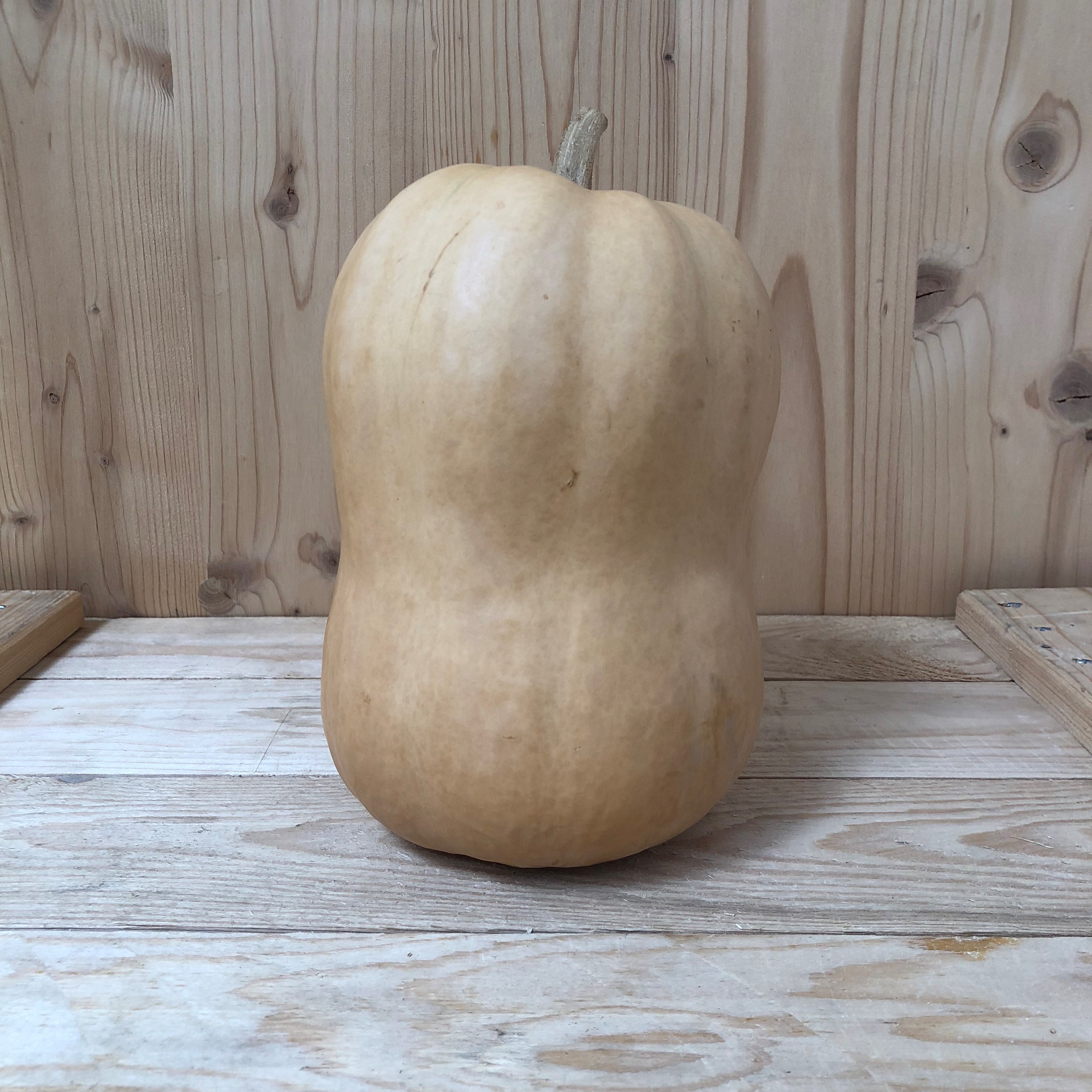 TVP_361_-_Butternut